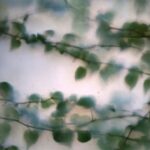 green leaf vines with smoke